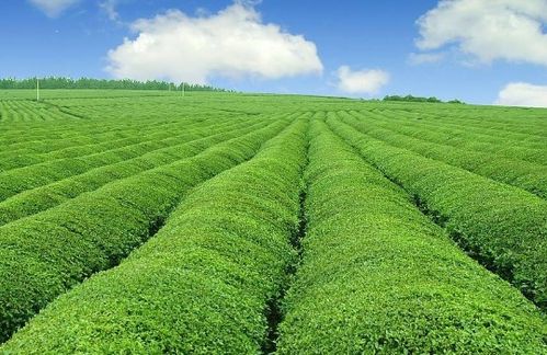 未來5年中國有機農業發展因素預測分析