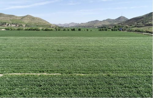 有機旱作撐起現(xiàn)代農業(yè)發(fā)展 一片天 會寧縣實施科技抗旱工程促進糧食增產增收紀實