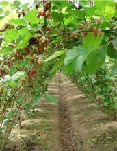 四川省四喜農業(yè)開發(fā)