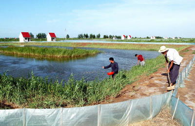圖文:黃河三角洲農業(yè)開發(fā)結碩果(2)