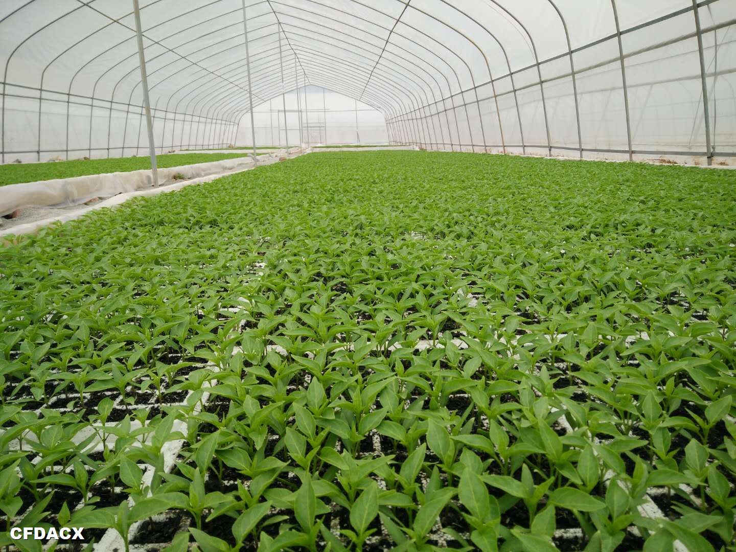 貴州一品紅農業(yè)開發(fā)