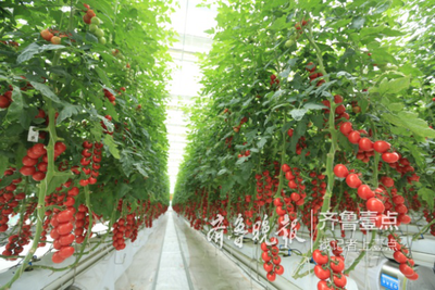 中荷智慧農業產業園西海岸開建,打造全國樣本園區