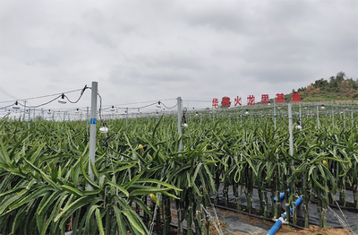 防疫不松生產不誤 海南樂東華翔農業基地&ldquo;火龍果&rdquo;長勢喜人