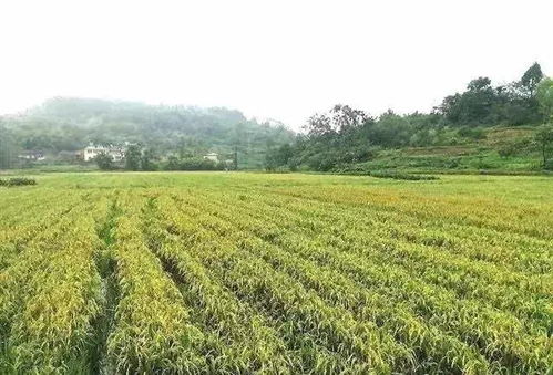 農(nóng)業(yè)生產(chǎn)托管：農(nóng)業(yè)發(fā)展新模式與現(xiàn)代引擎