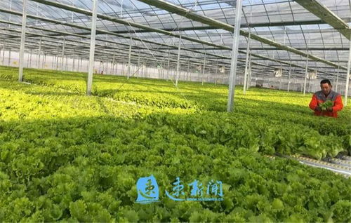 創(chuàng)特色樹(shù)品牌 市湖濱新區(qū)按下現(xiàn)代農(nóng)業(yè)發(fā)展快車鍵