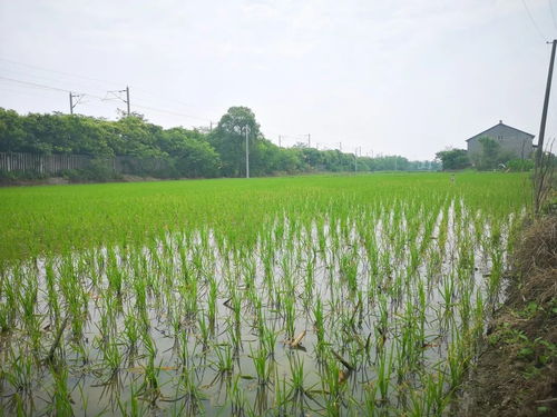 黨建引領社會化服務，八嶺山鎮催生農業發展新動能
