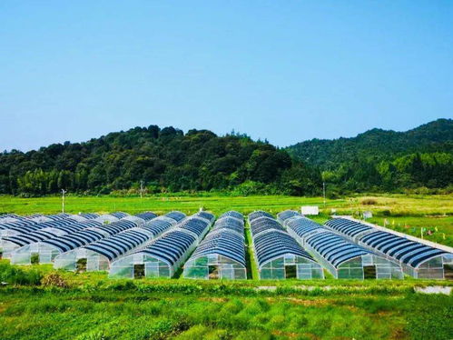 乳源巧繡精致農業發展畫卷 農業開發的新路徑